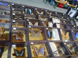 Haustiermesse am 1.03.2026